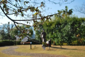 20140328桜情報　見ごろを迎えました！ (2)